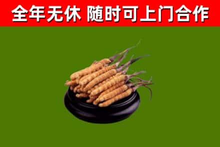 庆阳回收冬虫夏草
