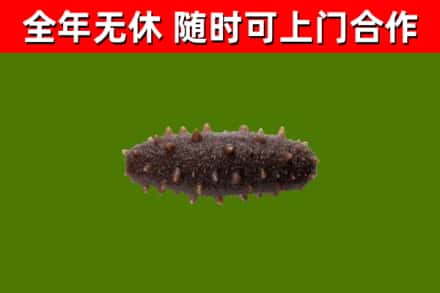 庆阳回收海参干